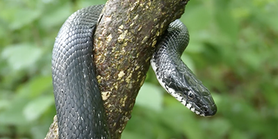 Marietta snake