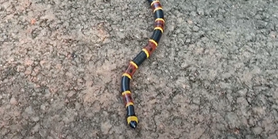 Marietta snake
